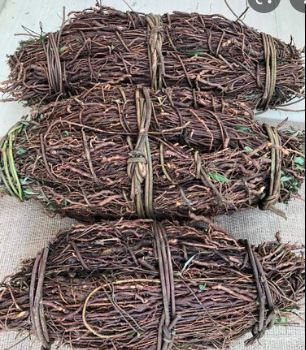 Nannari Root