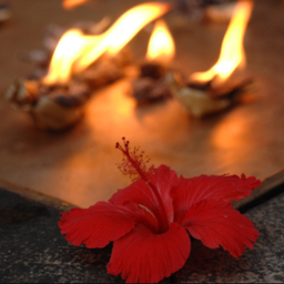 [36086131] Nei Deepam
