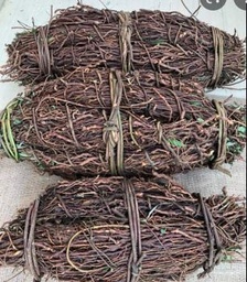 [51099016] Nannari Root